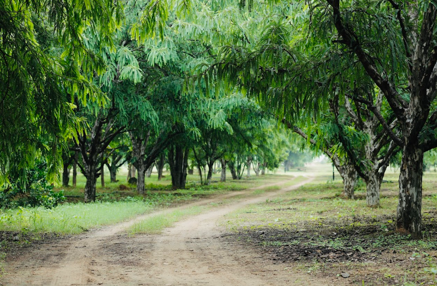 Farm path at Kivara Homes